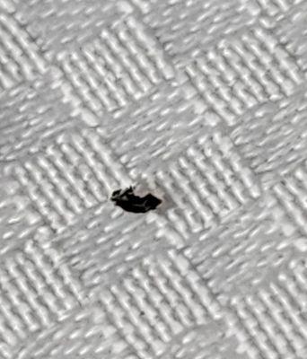 Quality Inn and Conference Center