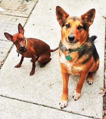 Capricorn Dog Training