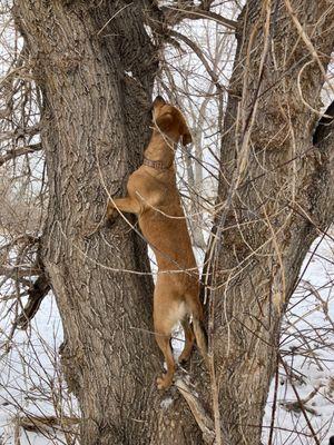 Chatfield Dog Park