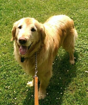 One Dog Two Dogs Old Dogs New Dogs