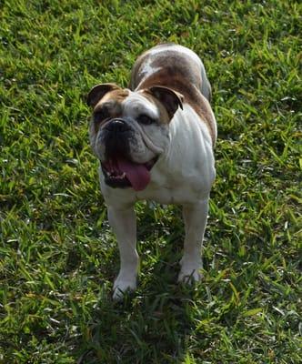 Abc's of Dog Training, Inc