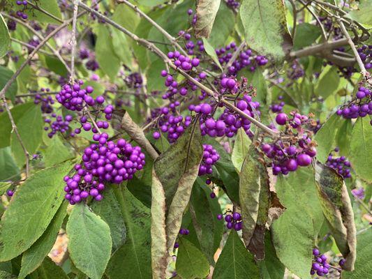 Shiny purple berries of sorts.