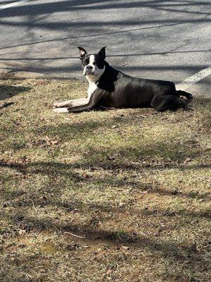 Thoreau Veterinary Hospital