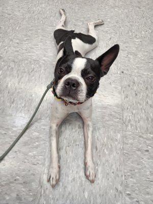 Inclusion K9 Training