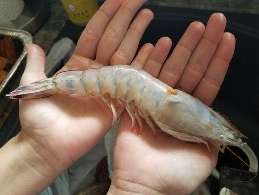 23.00 for 5lbs of jumbo shrimp !