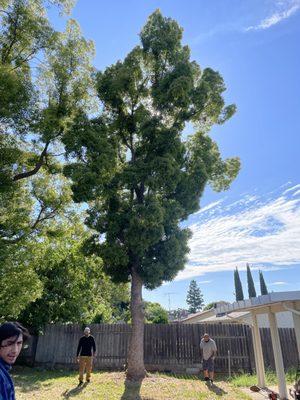 ABC Hauling & Tree Service