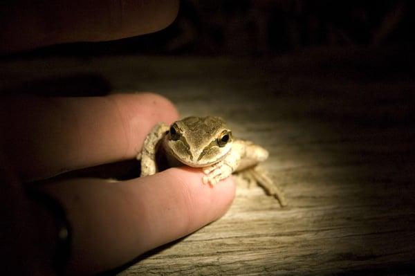 Pacific chorus frog