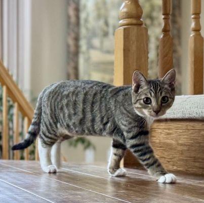 Ace Kitty Rescue Force