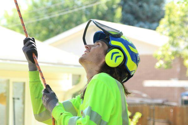 Rent A Monkey Tree Service