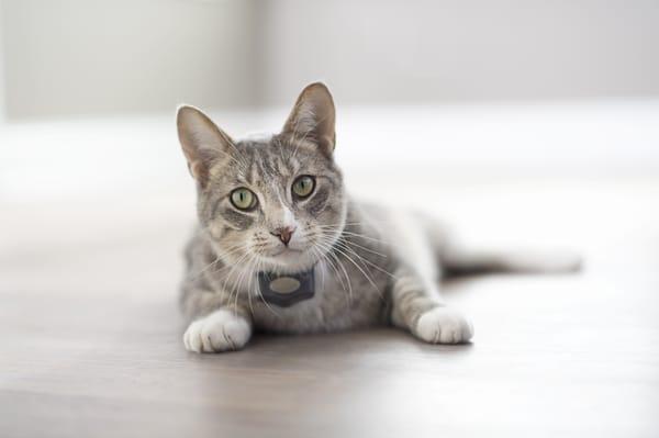 Moriarty's Fence Company