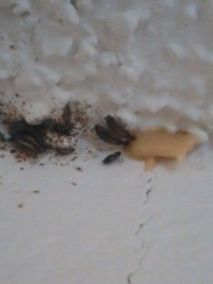 Lethal Exterminating