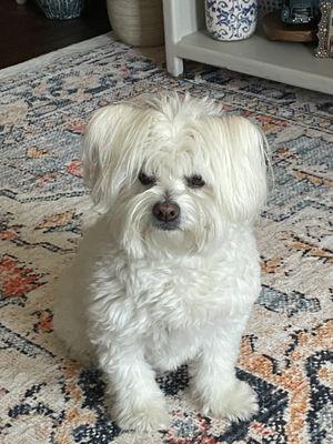 Picture of my Maltese, Willow