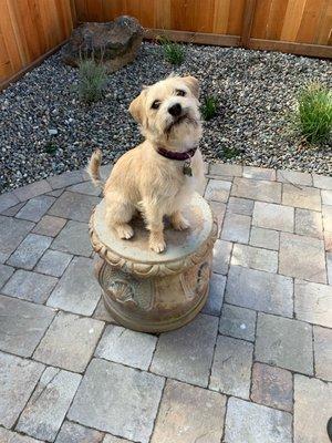 Tails of Terra Linda Pet Resort