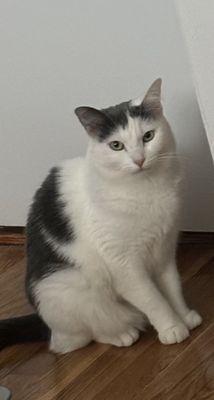 Here is our sweet cat named Blanche we adopted last month. We love her