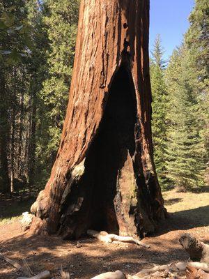 Sequoia national Park