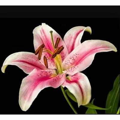 Lilly's Cleaning Company