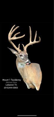 Mount 1 Taxidermy
