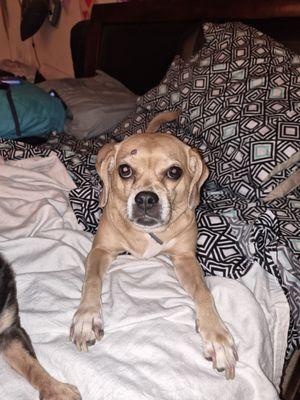 This is Nikki don't like nobody touching her but she does now yay