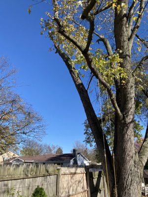 Some of the branches they cut without permission