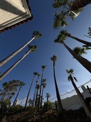 Valencia's Tree Service