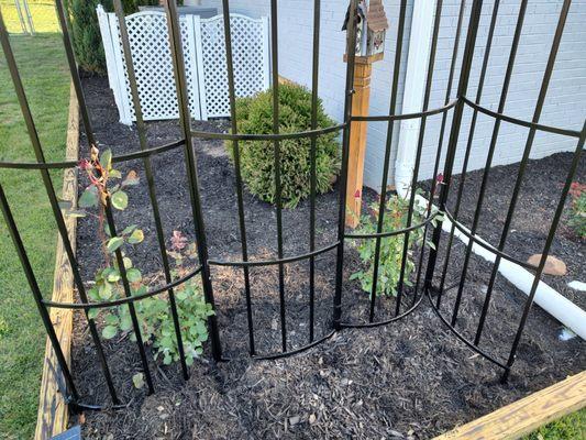 Beautiful Roses from McMahan