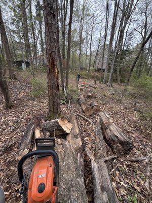 Chopped down trees