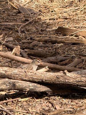 The Paton Center for Hummingbirds