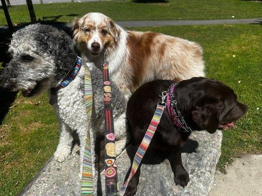 Paws to Consider Dog Walkers - Roslindale