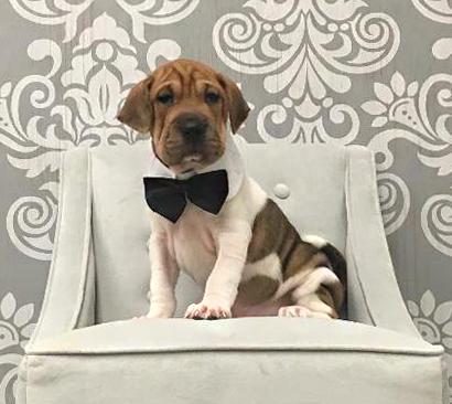 Dog Breeder Janesville, WI