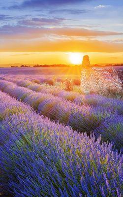 Bryan M Dahler, DDS PC