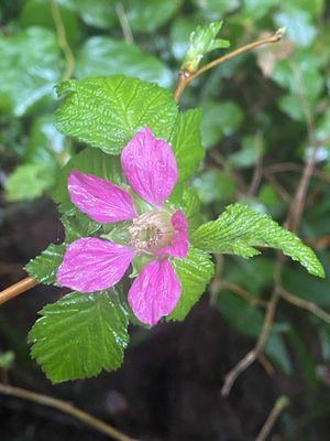 Salmonberry