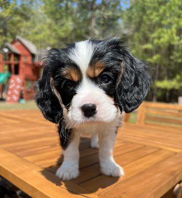 Cavalier King Charles Spaniel Puppy.
