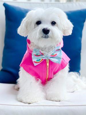 The picture of my puppy that the owner of Pakmail threatened to scar emotionally.