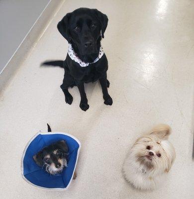 dog patients
