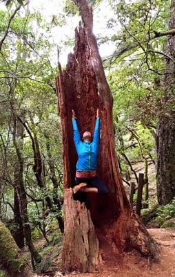 Tree pose inside a hollowed out Redwood on the Cataract Falls trail in Fairfax, CA