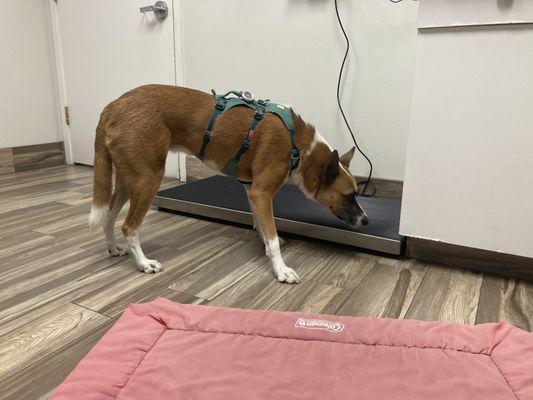 Southwest Animal Emergency Clinic