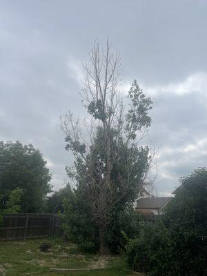 Before with the half dead tree