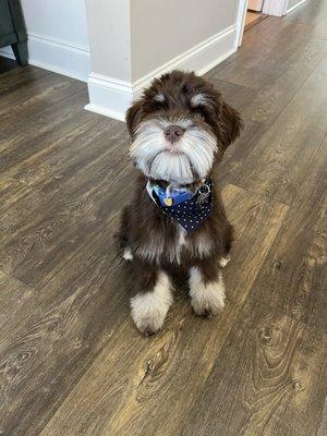 Shampoo, blow dry and a trim.