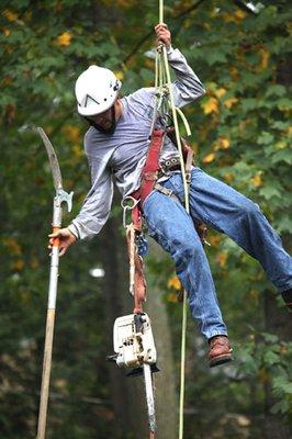 Zamudio's Tree Service