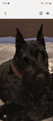 Laguna Guns & Accessories