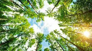 Pelton's Tree and Land Service