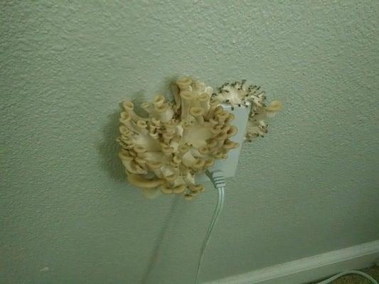 Fungus growing out of a plug-in. Imagine what is going on behind the wall.