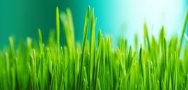 Commack Lawn Care Inc