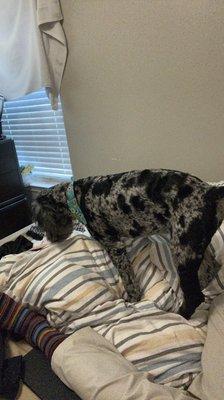 Diane's Grooming Salon