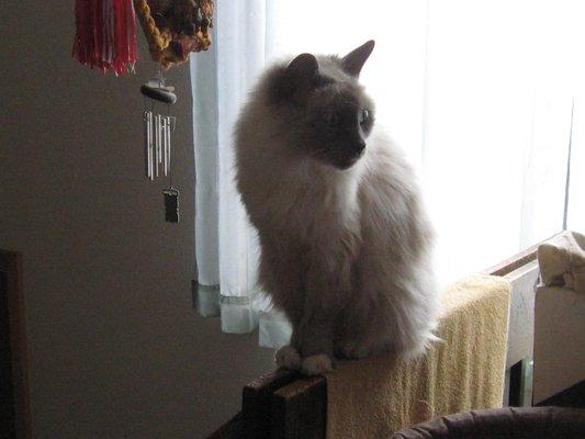 Here is my sweet kitten girl, Isaz, who just celebrated her 15th birthday on 4-15-23, THANKS to the life-saving work of Dr. Rose & staff.