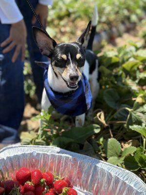 Even our dog liked the strawberries