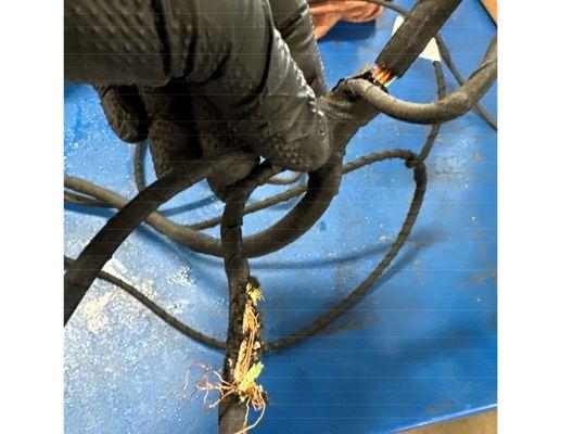 Rat damage located during repair performed by Firkins Dodge Chrysler in Bradenton, Florida