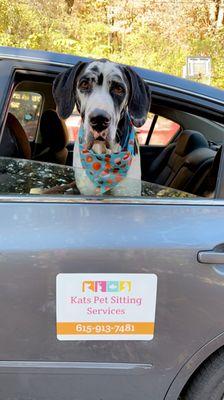 Kats Pet Sitting Services