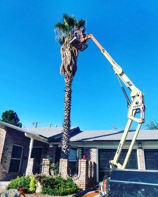 El Paso Arborists