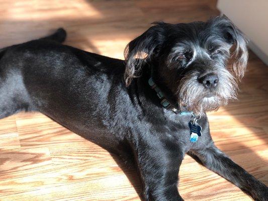 Livy’s Lavish Self Wash & Grooming